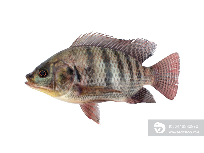 白底尼罗罗非鱼，尼罗罗非鱼（Oreochromis niloticus）