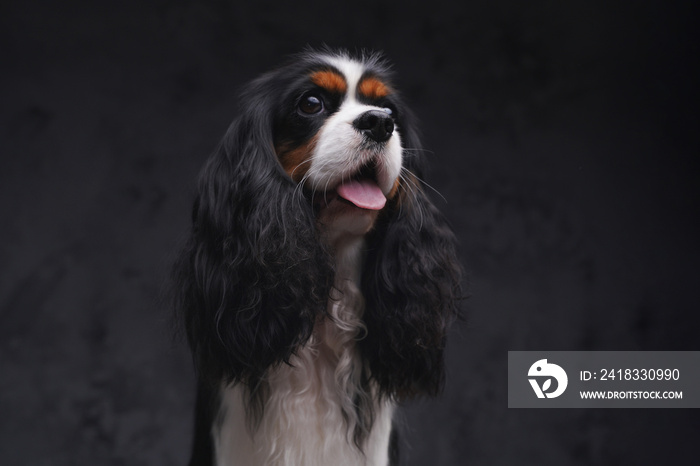 Cheerful fluffy lap dog with black fur against dark background