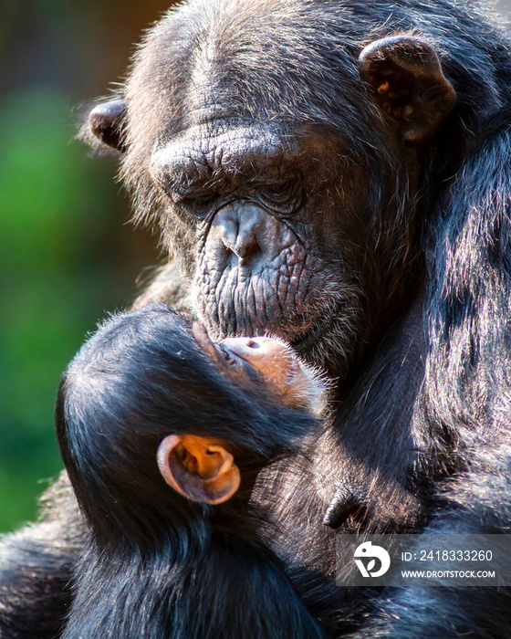 一只可爱的黑猩猩幼崽和她的母亲互相关爱的肖像
