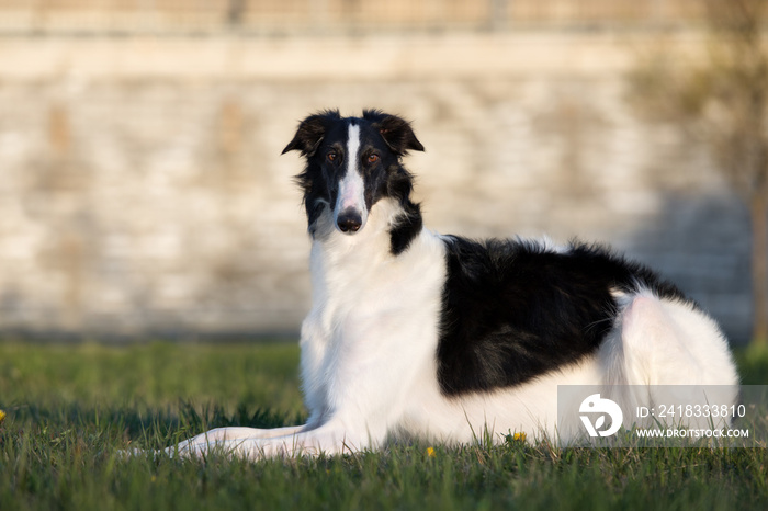 俄罗斯猎狼犬夏天在户外摆姿势