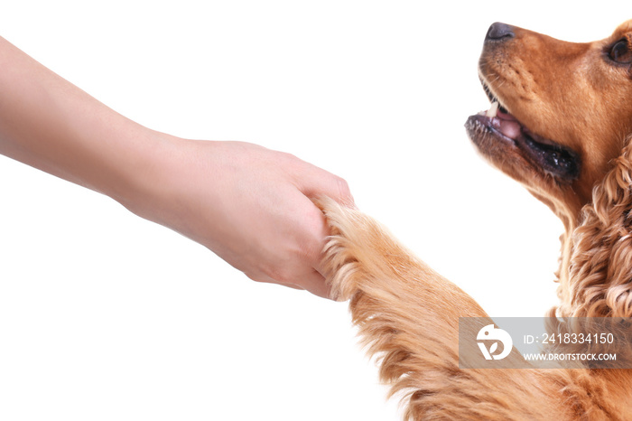 Woman holding dogs paw on white background