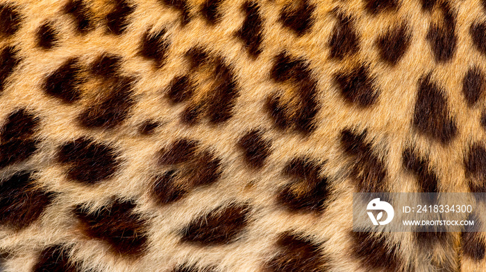 Real jaguar skin