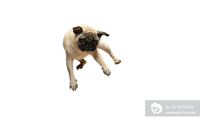 Cute pet dog pug breed jumping with happiness feeling so funny and making serious face. Purebred and