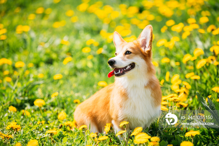 彭布罗克威尔士柯基犬小狗坐在绿色的夏日草地上
