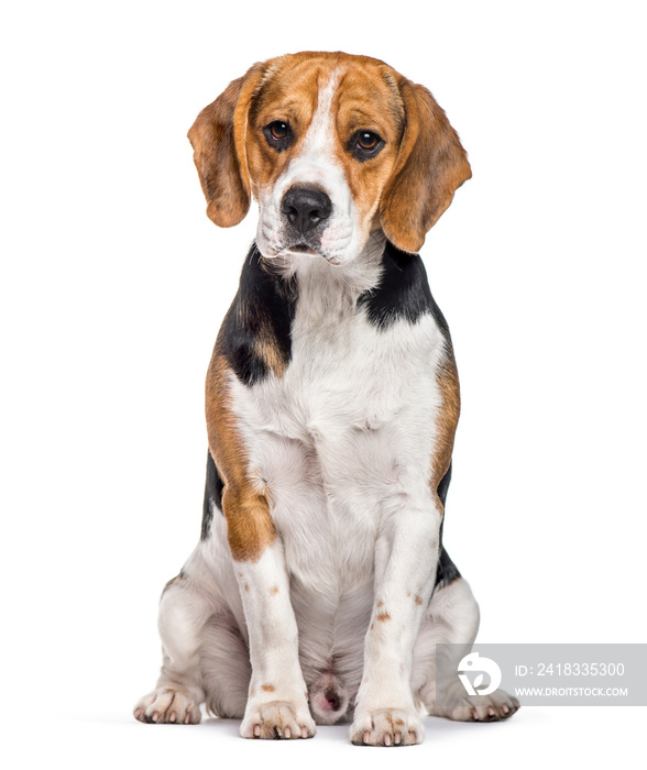 Beagle dog sitting against white background