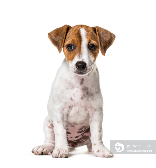 Two months old puppy Jack Russell terrier dog sitting against wh