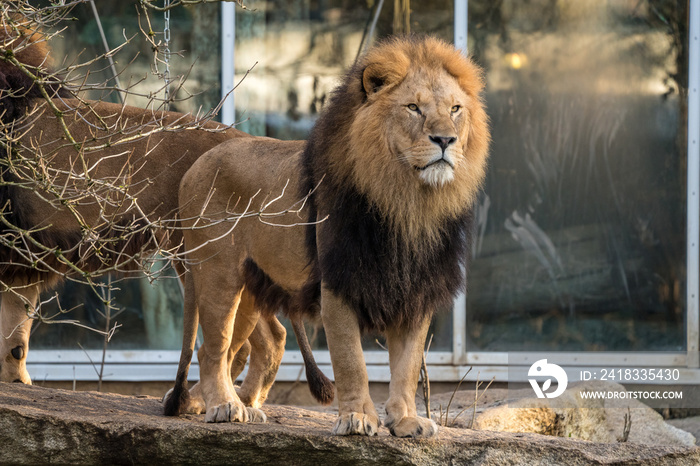 The lion (Panthera leo) is one of the four big cats in the genus Panthera.