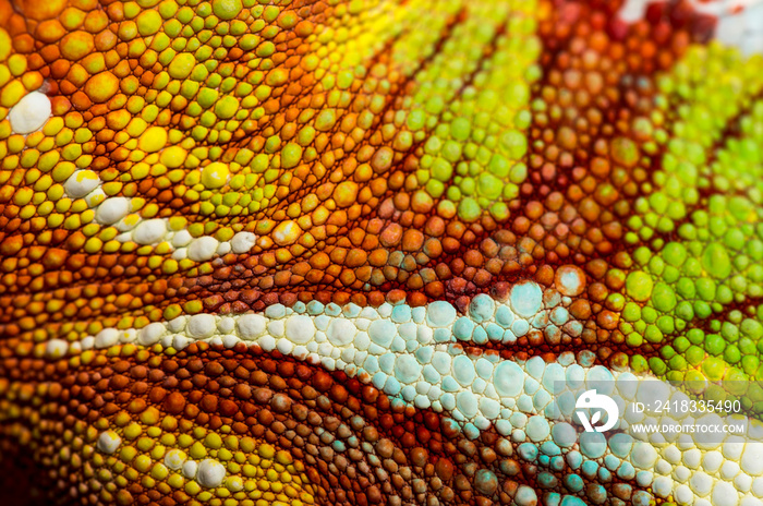 Panther chameleon, Furcifer pardalis, in close up