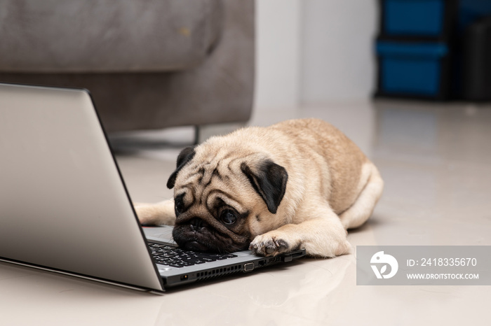 Dog Pug breed lying on computer laptop feeling so tried and lazy for work,Animal Dog and Business Co