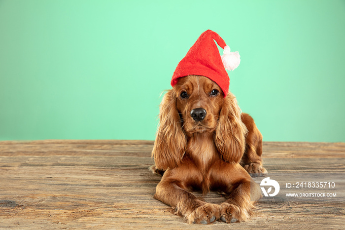 圣诞礼物。英国可卡犬幼犬正在摆姿势。可爱顽皮的棕色小狗或宠物躺在上面