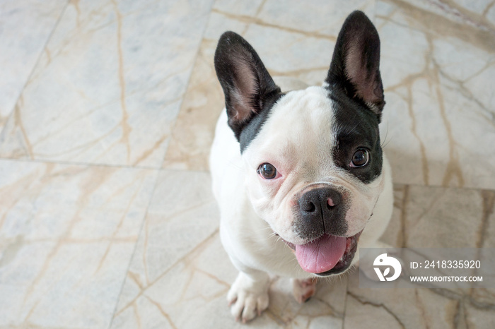 French bulldog dog sitting looking at the camera