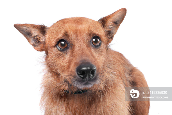 Portrait of an adorable mixed breed dog