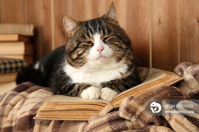 可爱的猫躺在格子布上看书