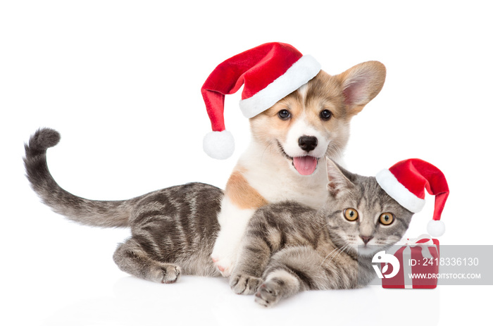 彭布罗克威尔士柯基犬小狗和小猫戴着红色圣诞老人帽，带礼盒。隔离在白底上