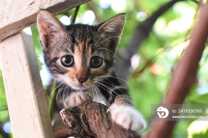 小猫在树上的树枝上玩耍。一只美丽的猫爬在树枝上的肖像