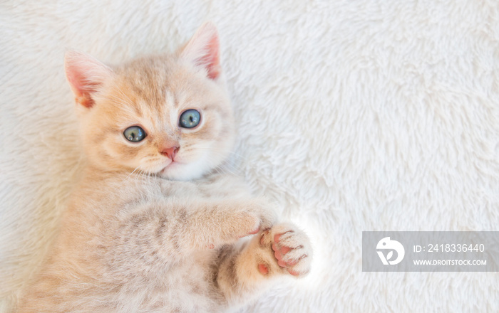 small british light peach kitten lies on a white fluffy blanket looking. view from above