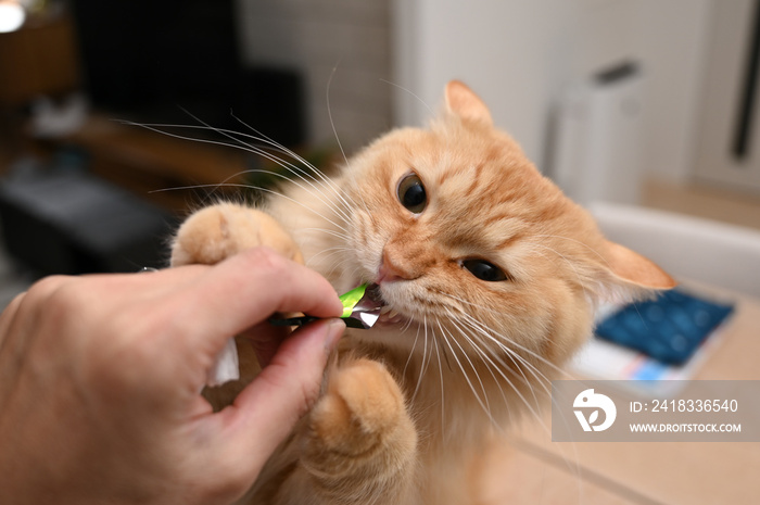 遊びたい猫（マンチカン）