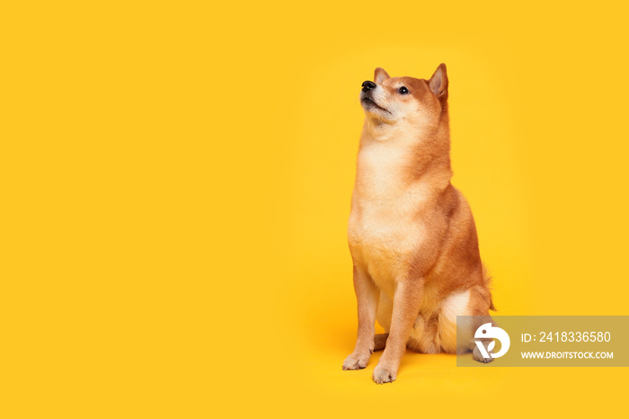 黄色快乐shiba inu狗。红发日本狗微笑肖像