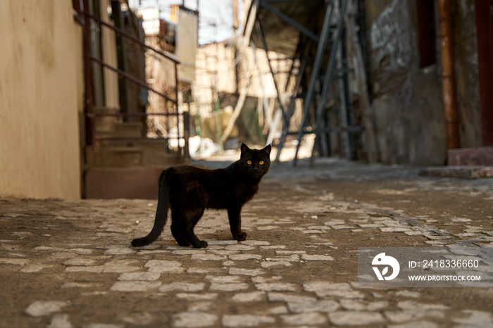 一只流浪的黑猫走在巷子里
