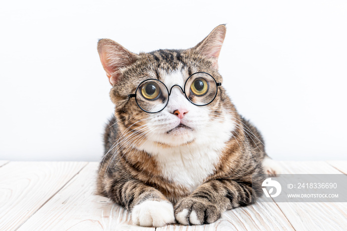cute cat with glasses
