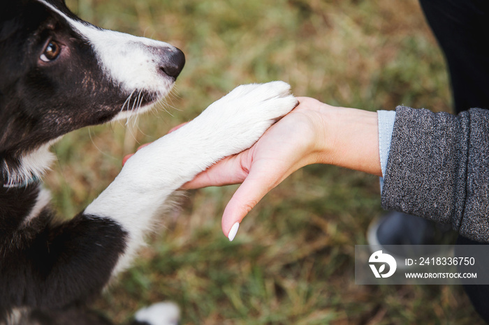 狗伸出一只爪子。边境牧羊犬伸出五只