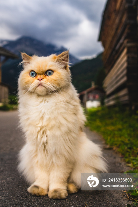 瑞士Les Diablerets村，一只猫坐在路上