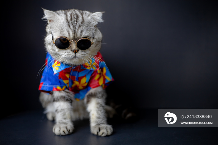 苏格兰折叠猫穿着太阳镜和衬衫。