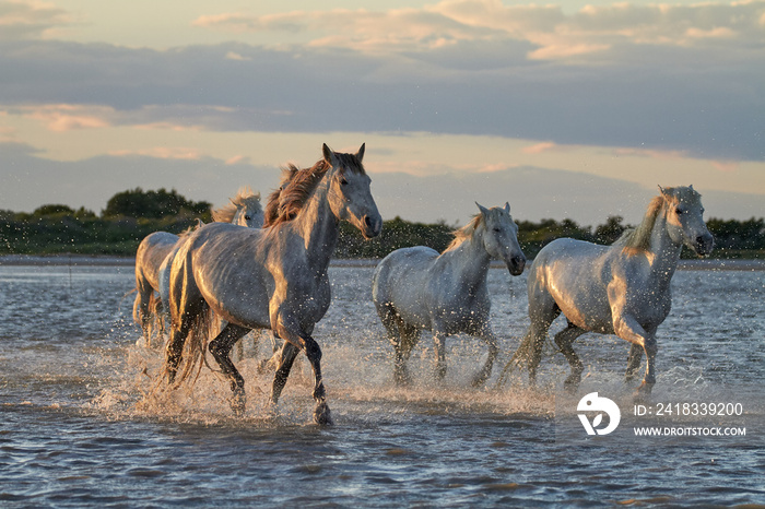 Wild white horses are running in the water .Sunset in Camargue , France