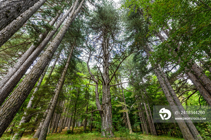 Alberi Giganti della Sila，Riserva del Fallistro，Parco nazionale della Sil，卡拉布里亚，意大利