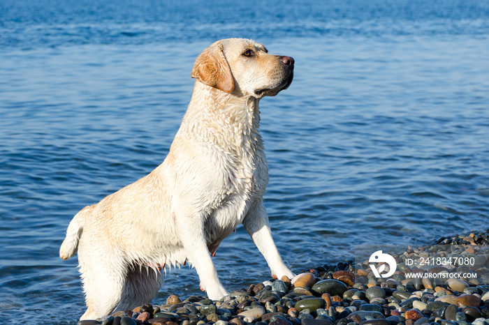 Golden Labrador stands on the sea beach.