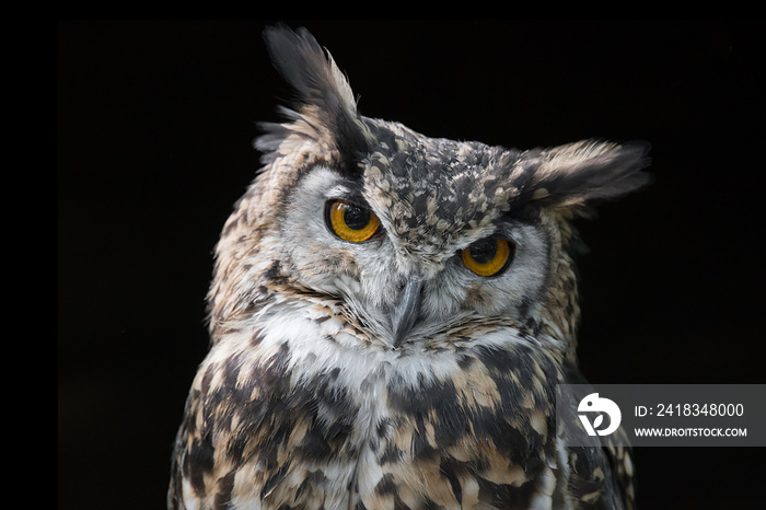 一只鹰鸮的肖像，黑色背景，近距离观察，用它的眼睛直视相机