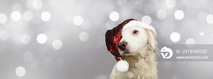 banner pet dog celebrating christmas with red glitter santa claus hat. Isolated on gray background.