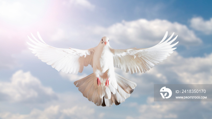 white dove symbol of freedom in the blue sky