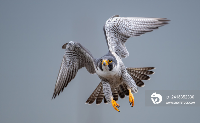 Peregrine Falcon