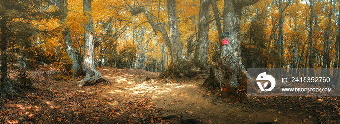 Beautiful mystical forest and sunbeams, Greece, Athos