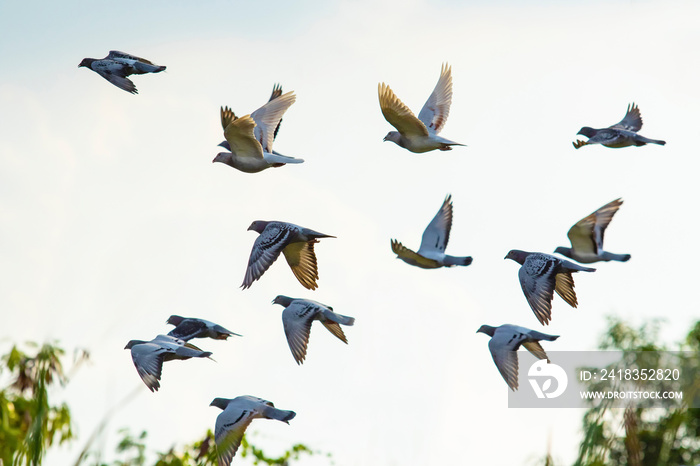 flock of speed racing pigeon brid flying