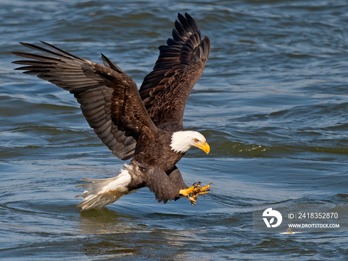 Bald Eagle Fish Grab