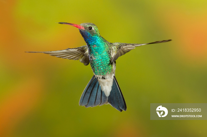 Broad-billed Hummingbird flying