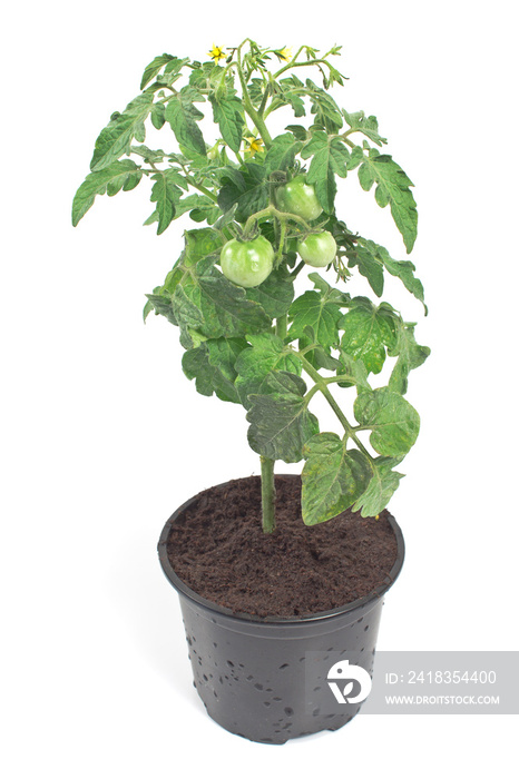 白色番茄绿色植物
