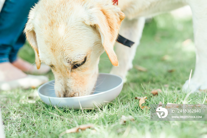 餌を食べる犬