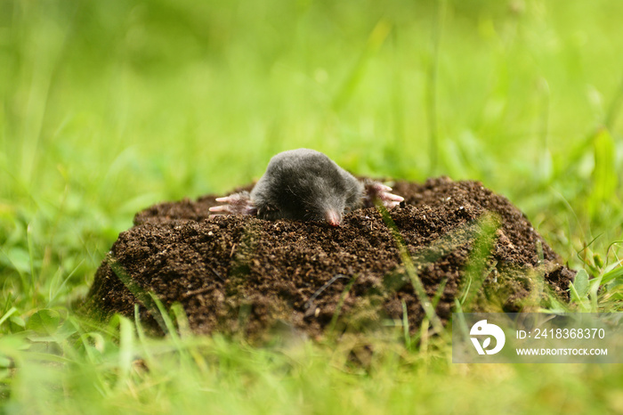 花园里的鼹鼠。欧洲Talpa，从棕色的鼹鼠丘里爬出来，绿色的草地背景