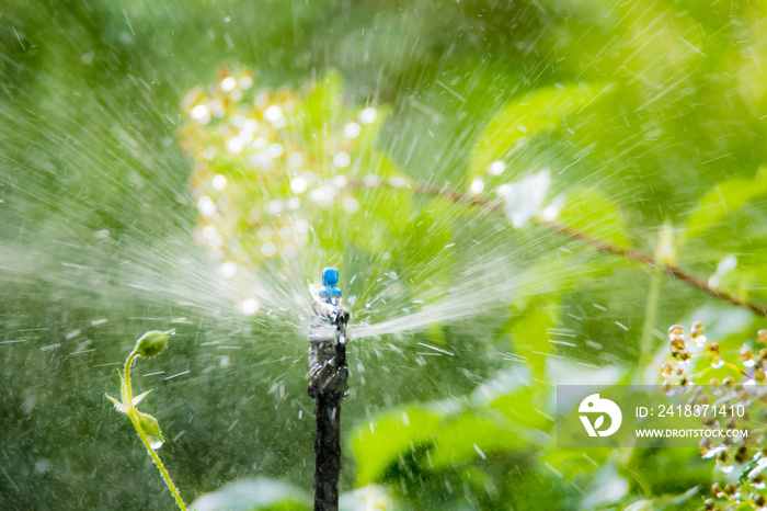 Garden irrigation with an automatic watering system