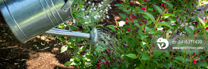 用喷壶给花坛浇水。园艺爱好概念横幅。