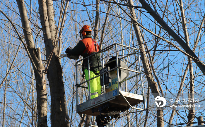 worker with chainsaw careful to cut tree branches branches