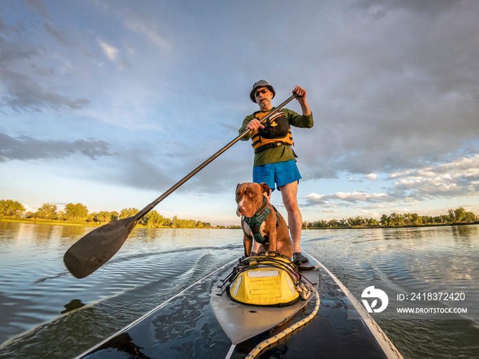 stand up paddling with a pitbull dog