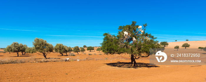 山羊爬上树吃树叶，Essaouira，Souss Massa Draa地区，Marocco。复制tex的空间