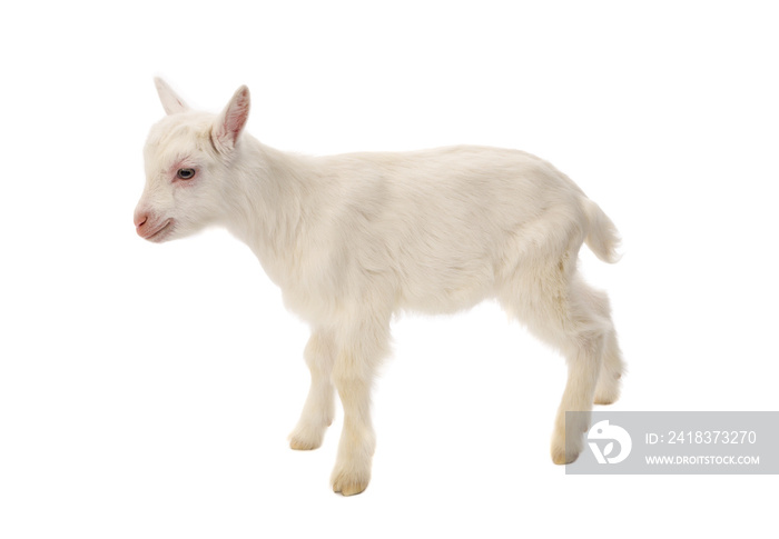 White baby goat isolated