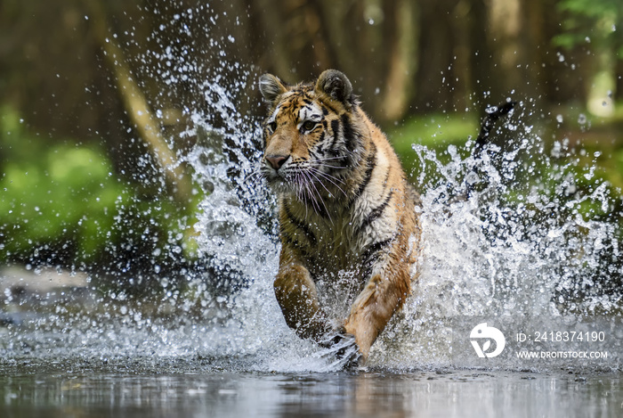 Siberian Tiger hunting in the river