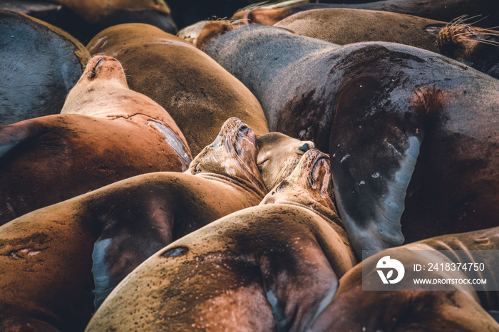 California Sea Lions (Zalophus californianus) on Pier 39, Fishermans Wharf, harbour, San Francisco,