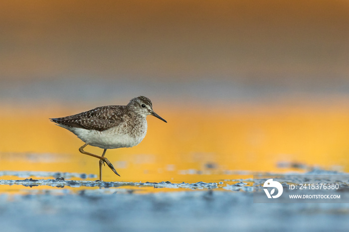 Wood sandpiper feeding in shallow water on the shore of Biebrza river in Biebrza national park